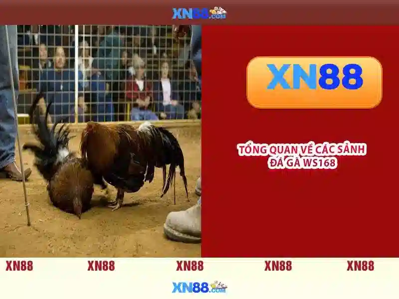 tính năng app xn88 – Đa Dạng và Hiện Đại