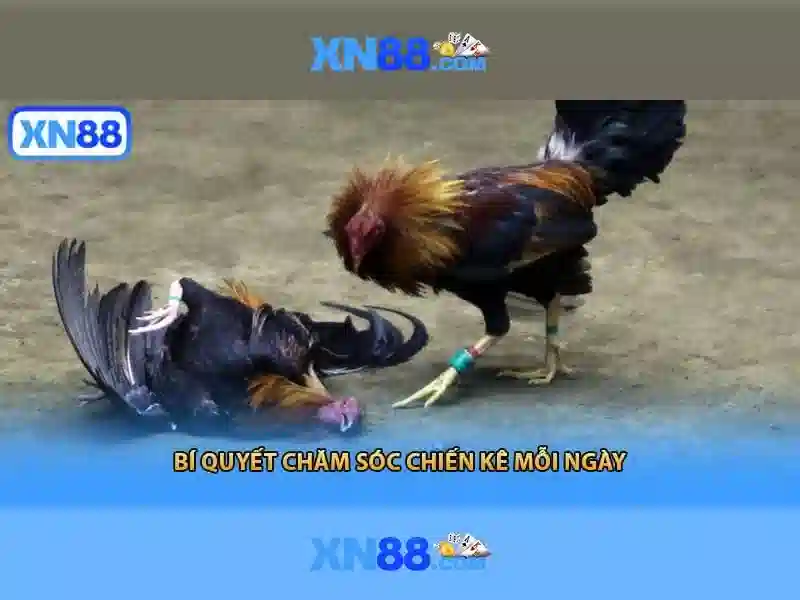 XN88 – Trang Chủ Chính Thức Không Bị Chặn