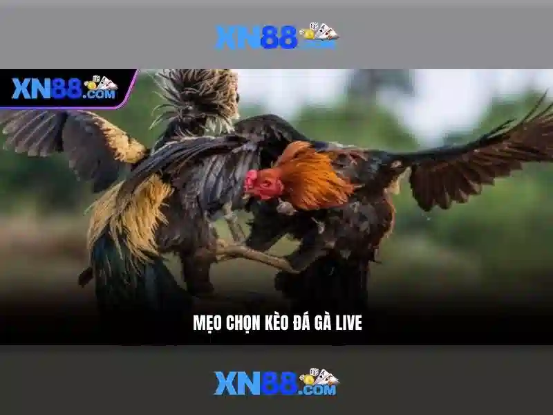 Trải nghiệm Slot tại XN88 Gaming