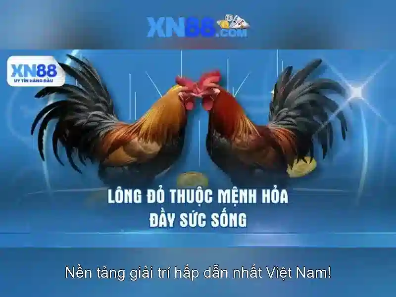 điều khoản XN88 – Chính Sách Tiền Thưởng