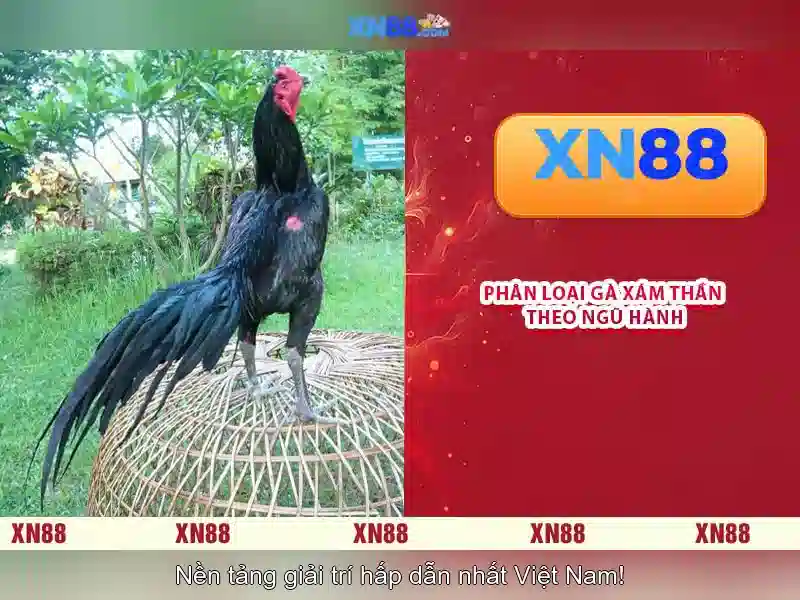 Đặc Điểm Nổi Bật Của XN88